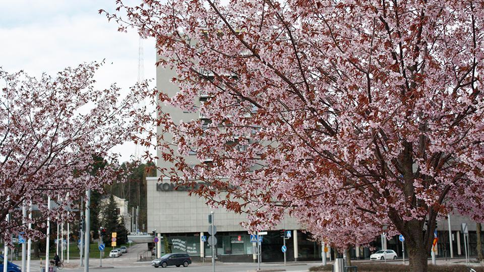 etusivu hamanmi toukokuu 2025 kopio Kirsikkkapuut kukassa